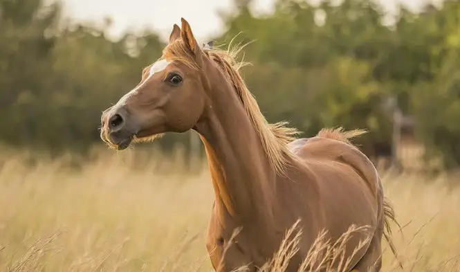 Why Do Horses Have Manes