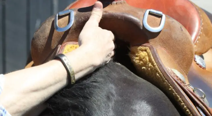 Why Do Horses Need a Saddle Gullet