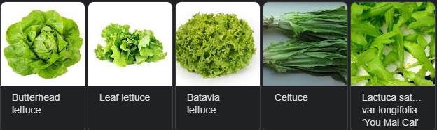 types of Lettuce